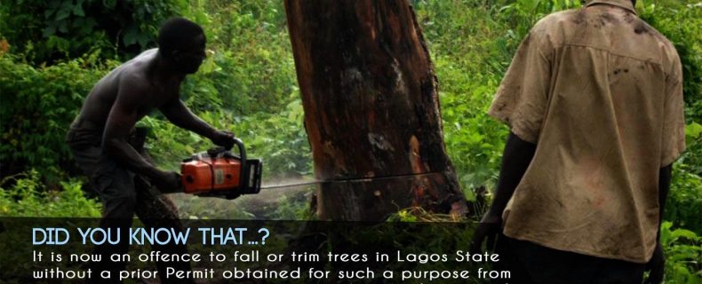 Deforestation – offence to fall or trim trees in Lagos State.